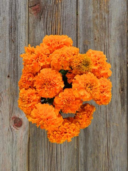 ORANGE MARIGOLD